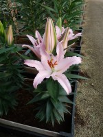 [5258 Sunny Bonaire No02.JPG]